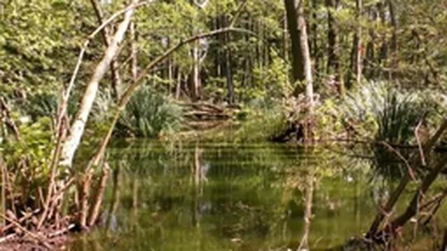 Звуки природы. Звуки тропического леса, пение птиц и журчание реки. Для сна, релаксации и медитации смотреть онлайн