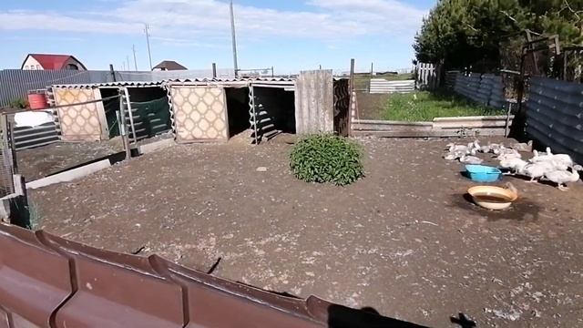 Откорм УТОК ! смотреть онлайн