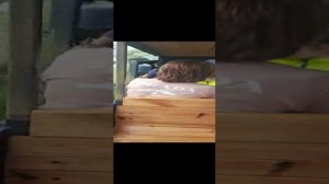 мини ту-ту