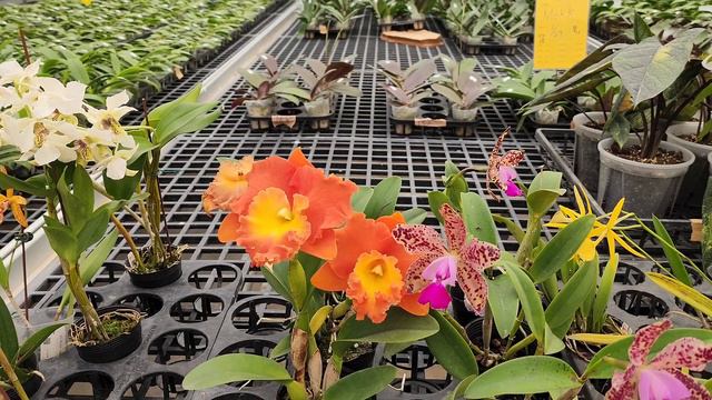 Думали всё? А нет ОрхоРай у Mikiorchid!