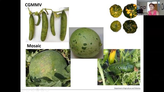 Cucumber green mottle mosaic virus смотреть онлайн