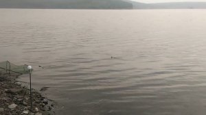 Рыбалка на Волчихинском водохранилище.