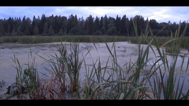 ОХОТА НА УТОК ОСЕНЬЮ. Много уток на болоте. ОХОТА на вечернем перелете. смотреть онлайн