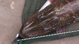 Альпийская Деревня 2015