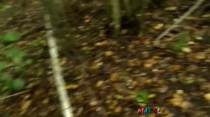 Ведьмин Круг  Рядовки Белые Голубиные