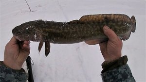 ПРИШЛО ВРЕМЯ УРАГАНА \ РЫБАЛКА С НОЧЁВКОЙ \ ПОРВАЛ ЛЕСКУ \ ПОЙМАЛИ ХУЛИГАНА