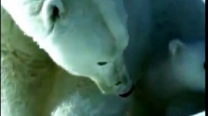 Природа Севера. Белый медведь