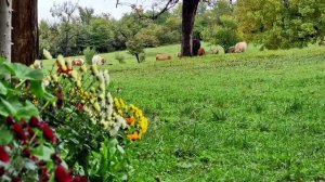 Афарар Азербайджанская Кухня Деревенская Кухня Рецепты бабушки