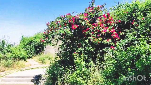 Nabi Ayub ka Mizaar aur Shifa ka Chashma Salalah ?? Oman,#shaban #loofarkam смотреть онлайн