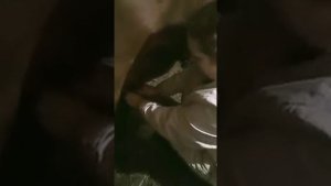 Доим корову первый раз