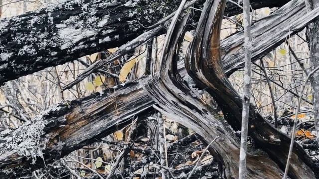 VID 20221019 225922 Памяти Плещеева (К. Бальмонт)...Павел Васильев Лахтинский смотреть онлайн