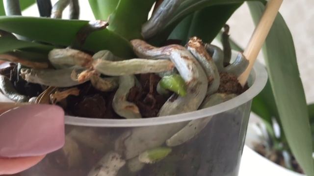 Пересаживать ли орхидею после покупки ? Торфяной стаканчик - опасен?! смотреть онлайн