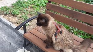 Гуляем с котом Магваем на улице