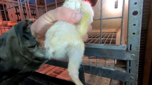 Не ждал такого подвоха от семьи... смотреть онлайн