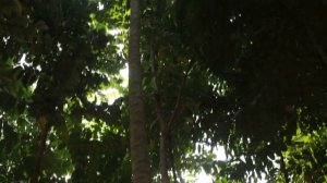 Lambu tree garden in west bengal