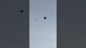 Серпасто-выворотные голуби 9.01.2024 Миронов Сергей