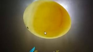 Овоскопирование инкубационного яйца.