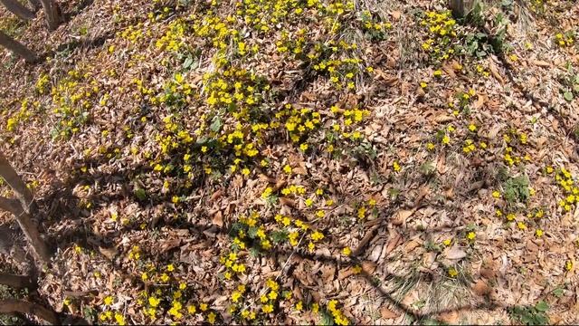 Фиалка восточная смотреть онлайн