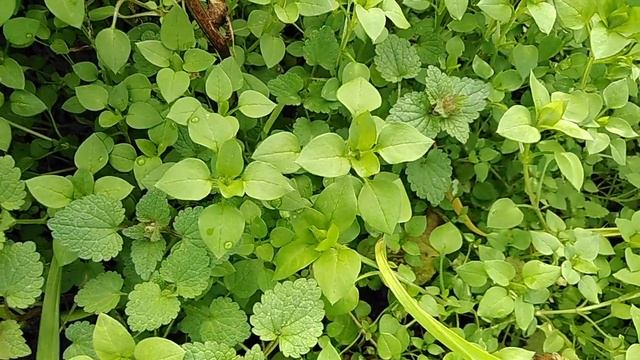 #трава #мокрица или #звездчатка #средняя. #лекарственные #свойства смотреть онлайн