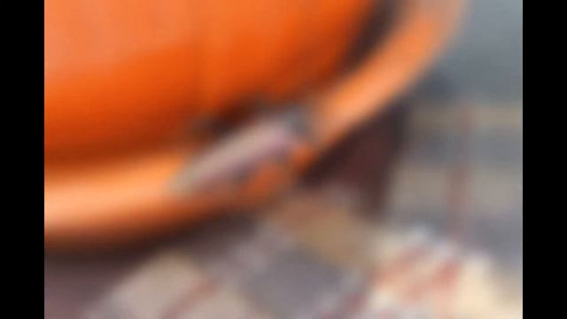 Огромный коричневый жук смотреть онлайн