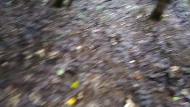 КАК ВЫГЛЯДИТ ЛЕС С БЕЛЫМИ ГРИБАМИ смотреть онлайн