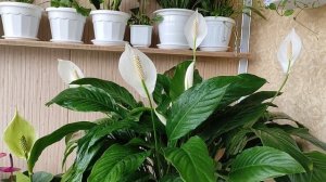 Женские Счастье (Спатифиллум) Цветущий Май