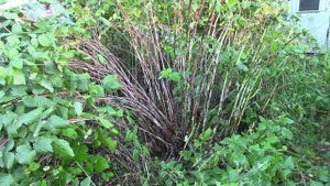 ВЕДРО МАЛИНЫ С КУСТА! Ухаживаем За Малиной Правильно! Как Обрезать Малину, Чтобы МАЛИНЫ было МНОГО.