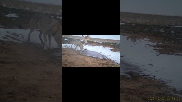 Волки на замерзшей луже