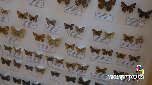 Вселенная пчёл. Авторы: Воробьёва Полина и Летовальцева Наталья.