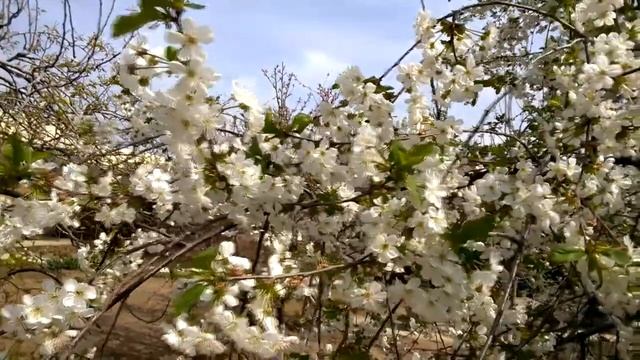 Наш садик - огород. Волгоградская область. Ч 1. Начало мая. смотреть онлайн