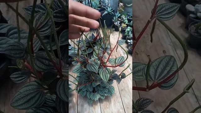 4 tipos de Peperomia caperata