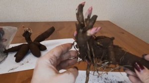 РАСПАКОВКА 2023! КОРНИ ПИОНОВ!!!