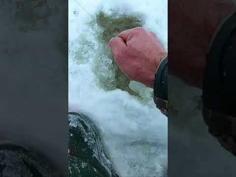 НЕОЖИДАННЫЙ УЛОВ НА ЖЕРЛИЦУ #shorts смотреть онлайн