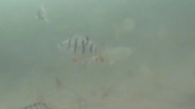 Елец пойман со льда на мормышку Мормыш