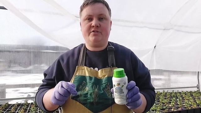 Петуния зацветёт через 30 дней от посева! Раскрываю секрет!