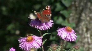 PUPO   L'Angelo Postino
