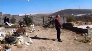 ГОЛУБИ ГАРЕАВИЗИ С ИГРОЙ / ПРИВЕТ ОТ КОЛЛЕГ С АРМЕНИИ  ( Гор , Талинский район )