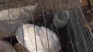 Мариуполь - рынок животных и птицы.