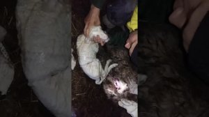 Акушерство ветеринария