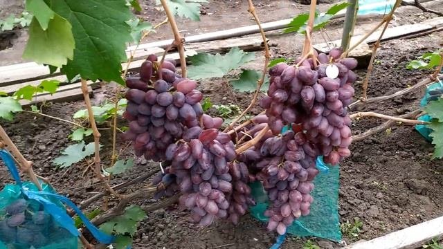 Байконур- ранний,урожайный,товарный виноград