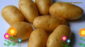 Картофель семенной Лорх. Краткий обзор, описание характеристик, где купить картофель Lorh