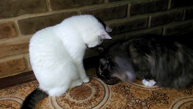 У ЛЮДЕЙ ЕДА В ТАРЕЛКЕ ВКУСНЕЕ смотреть онлайн