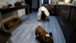 ПРИКОЛ С ФРАНЦУЗСКИМ БУЛЬДОГОМ. Реакция ФРАНЦУЗА на ПРИВЕДЕНИЕ! FUN WITH A FRENCH BULLDOG!