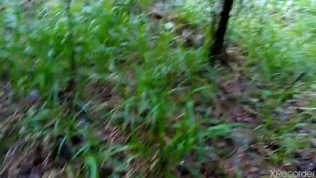 В поисках грибов: первые свинушки и строчки. смотреть онлайн