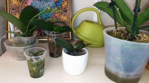 КАК часто  поливать орхидеи во мхе? Когда, почему? Особенности полива.19 мая 2020 г.