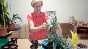 Алоэ-пересадка, уход, польза. Посеем Пожуем
