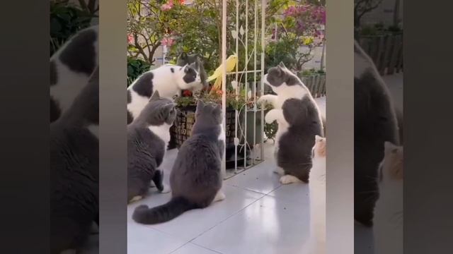 Дружеский разговор😹😻