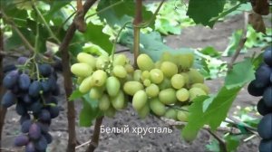 Белый хрусталь