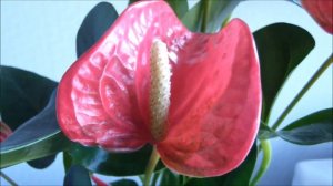 Anthurium Maine Pink