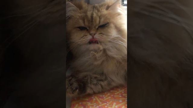 Бони хочет замуж 😻 смотреть онлайн